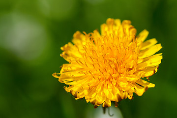 Image showing Flower of dandelion