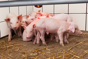 Image showing Young piglets