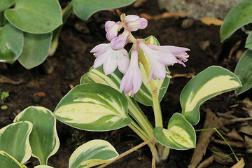 Image showing Hosta trap