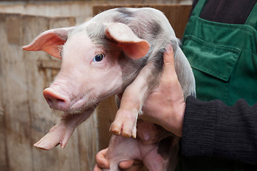 Image showing Young piglet on hands