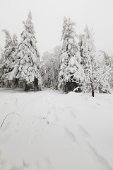 Image showing Frozen forest