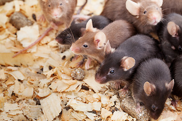 Image showing Group of Mouses