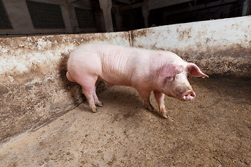 Image showing Young boar