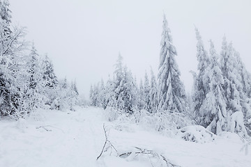 Image showing Frozen forest