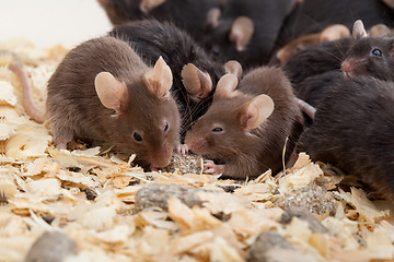 Image showing Group of Mouses