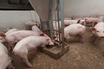 Image showing Pig farm