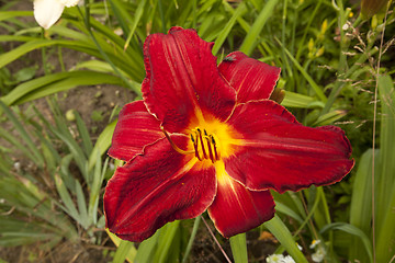 Image showing Image of beautiful lily.