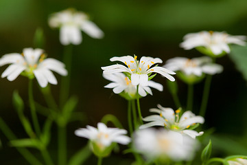 Image showing Group of tiny Stitchwort flowers