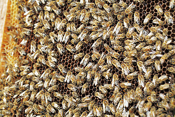 Image showing Bees at work