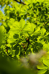 Image showing Chestnut leaf