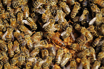 Image showing Queen Bee between worker bees