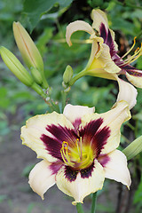 Image showing Image of beautiful lily.