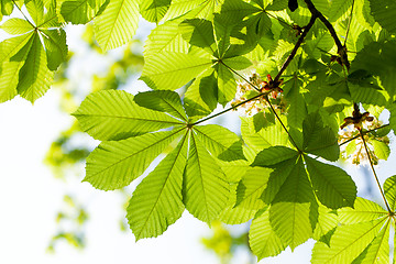 Image showing Chestnut leaf