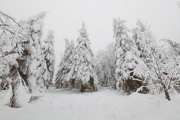 Image showing Frozen forest