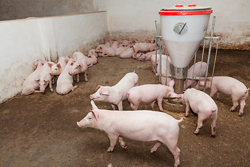 Image showing Pig farm