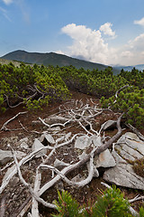 Image showing Carpathians mountains