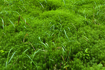 Image showing Fresh green grass