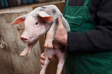 Image showing Young piglet on hands