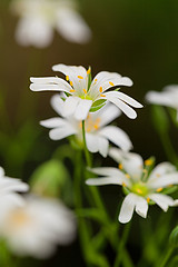 Image showing Group of tiny Stitchwort flowers