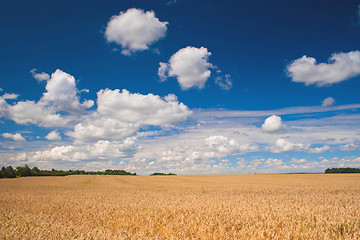 Image showing Field of wheat 