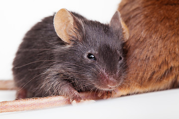 Image showing Black mouse