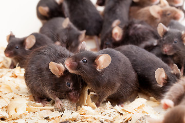 Image showing Group of Mouses