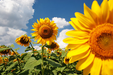 Image showing Sunflowers