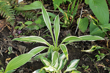 Image showing Hosta sandhill crane