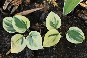 Image showing Hosta Cameo