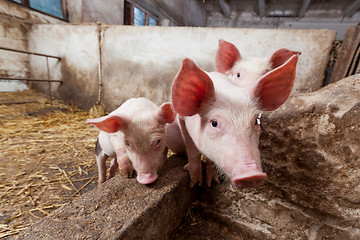 Image showing Pig farm