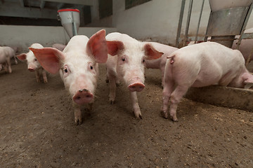 Image showing Pig farm