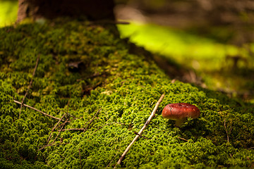 Image showing Mushroom. closeup