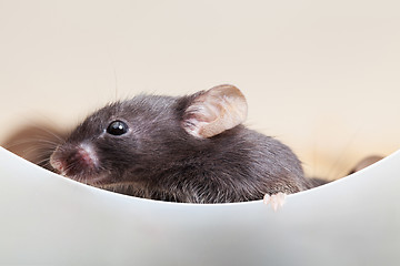 Image showing Curious mouse