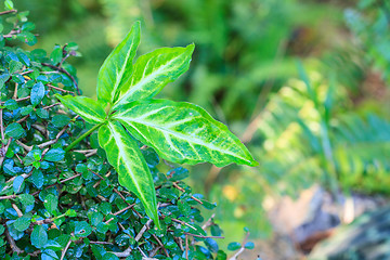 Image showing beautiful green leaf background in garden