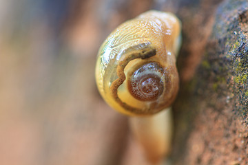 Image showing snail in forest 