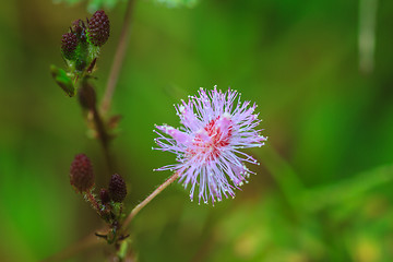 Image showing beautiful wild flower in forest