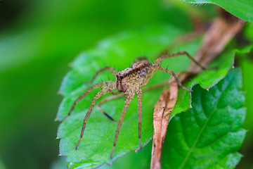 Image showing spider in forest