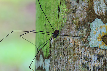 Image showing Harvestman spider or daddy longlegs