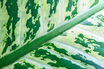 Image showing Abstract green leaf texture for background 