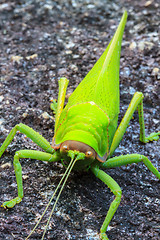 Image showing grasshopper macro on stone