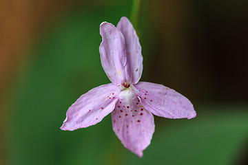 Image showing beautiful wild flower in forest