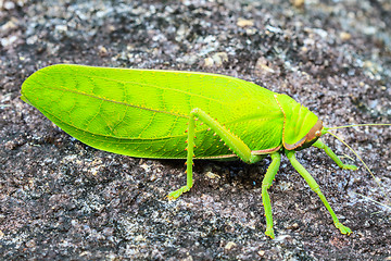 Image showing grasshopper macro on stone