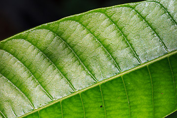 Image showing Abstract green leaf texture for background 