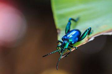 Image showing  insect on green leaf 