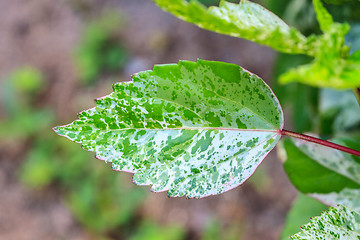 Image showing beautiful green leaf background in garden