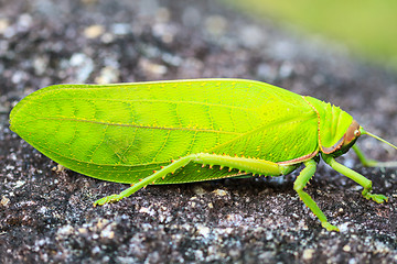 Image showing grasshopper macro on stone