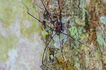 Image showing Harvestman spider or daddy longlegs