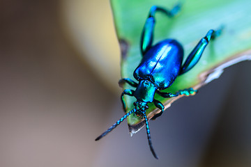 Image showing  insect on green leaf 