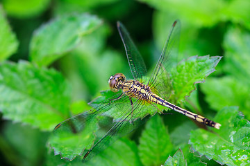 Image showing dragonfly on plant