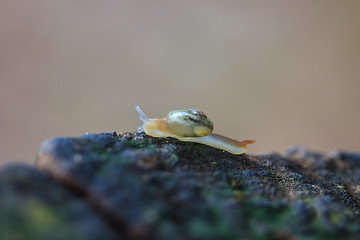 Image showing snail in forest 